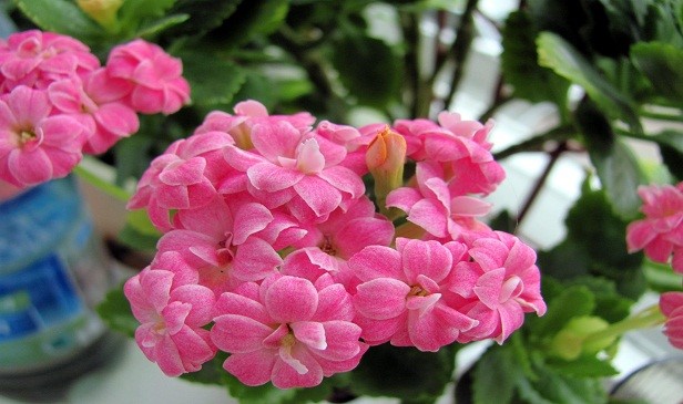 روش نگهداری کالانکوآ گل زیبای بهاری